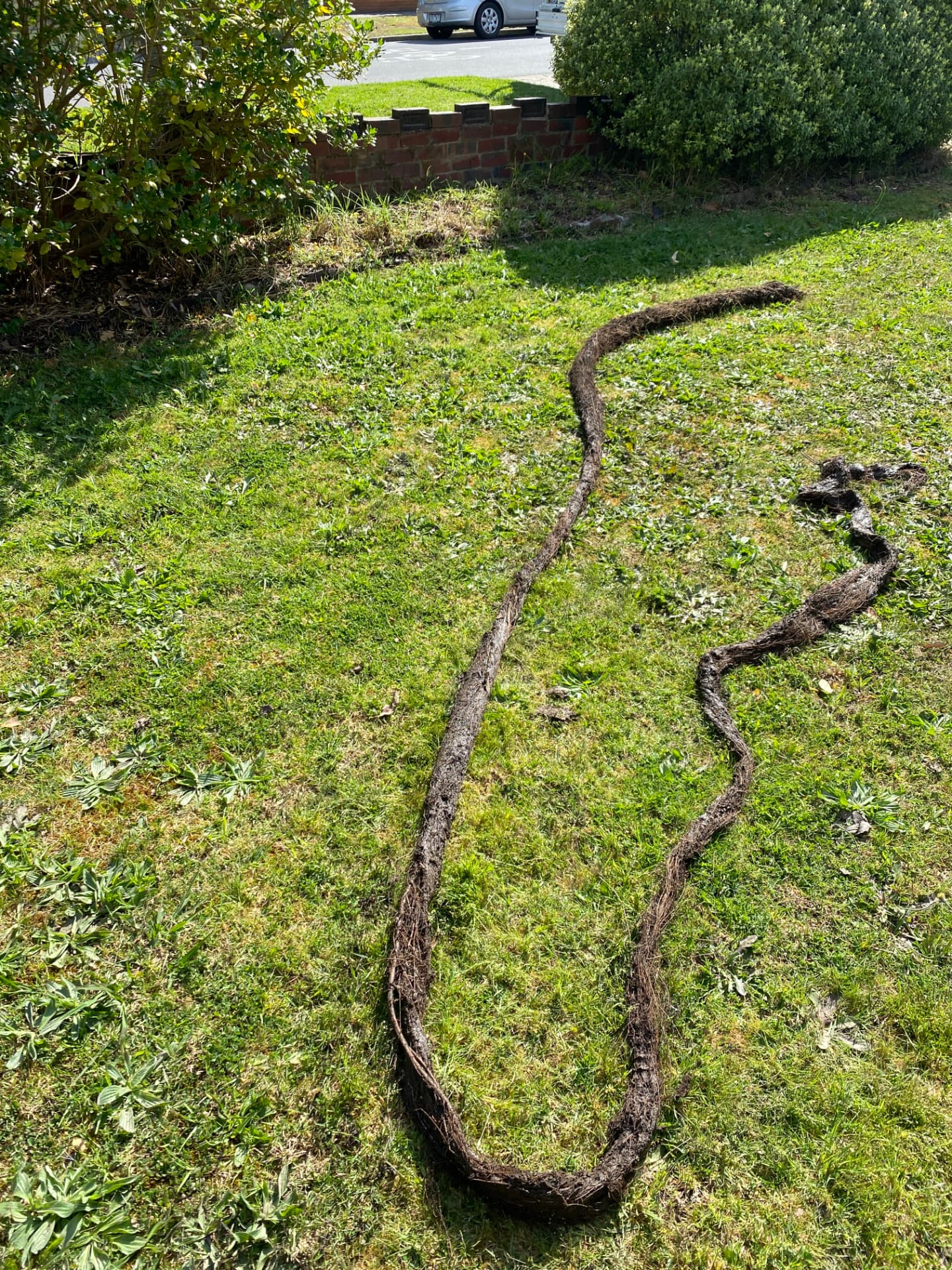 Long tree root mass pulled from an overflowing drain